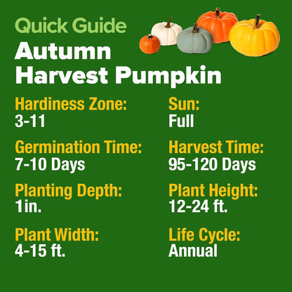 HOME GROWN 𝗨𝗦𝗔 𝗣𝗥𝗘𝗠𝗜𝗨𝗠 5 Pumpkin Seeds Mix - 40 Seeds 𝗡𝗢𝗡-𝗚𝗠𝗢 Heirloom Pumpkin for Planting Ideal Garden for Unique Varieties Yellow Paris and Casper, Culinary and Decorative Use