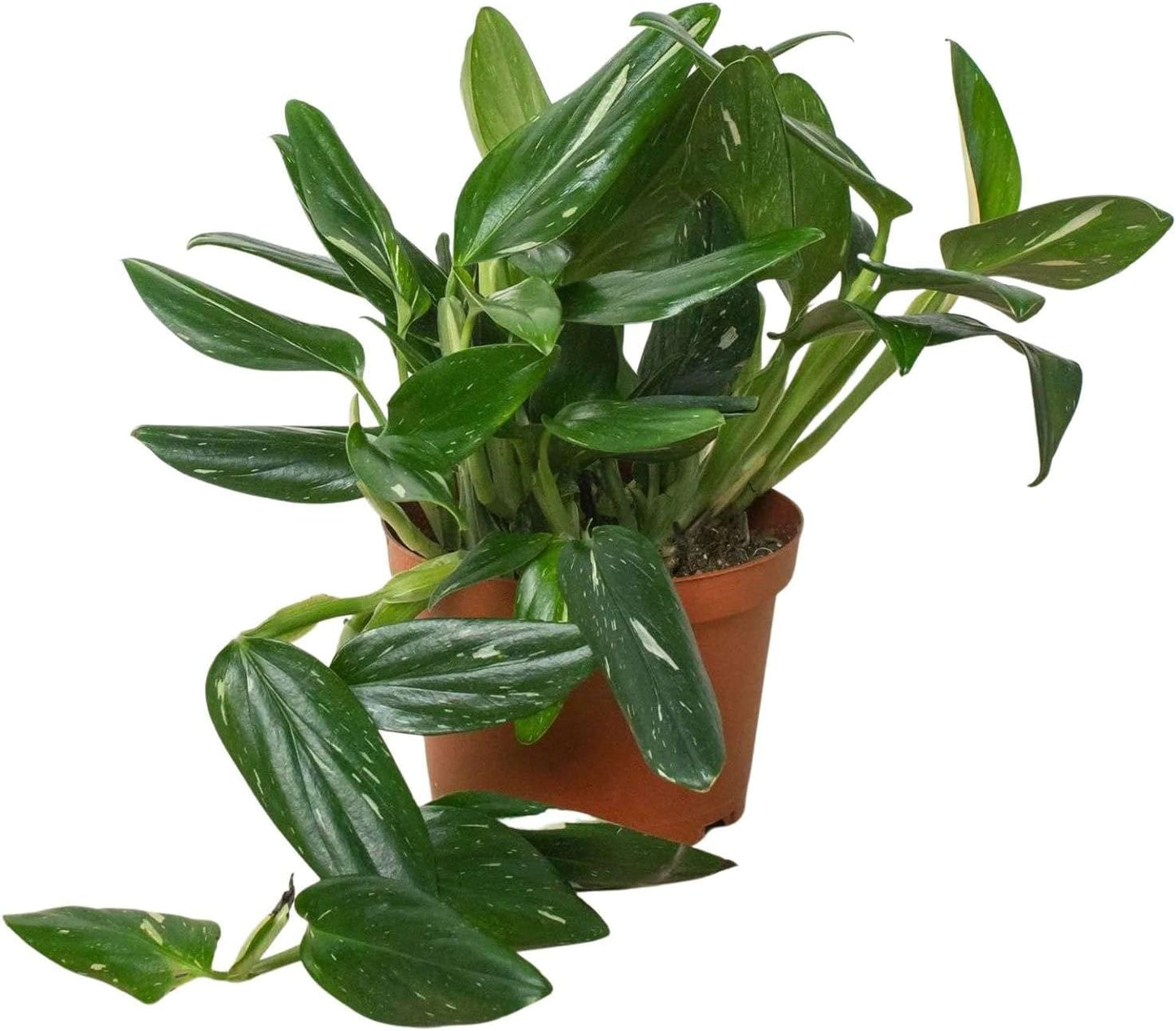 Monstera Standeleyana Albo Variegated Live Plant for Indoor | Different Houseplants in 4'' & 6'' Pot | Real House Plant for Living Room, Office, Desk & Bathroom | Five Holes