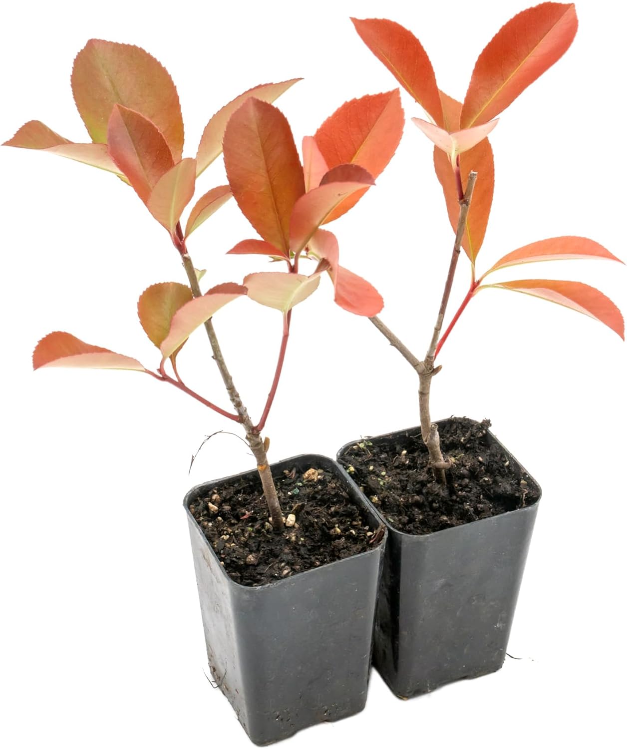 2 Red Tip Photinia/Photinia x Fraseri, Thriving in Extra Deep Nursery Cubes