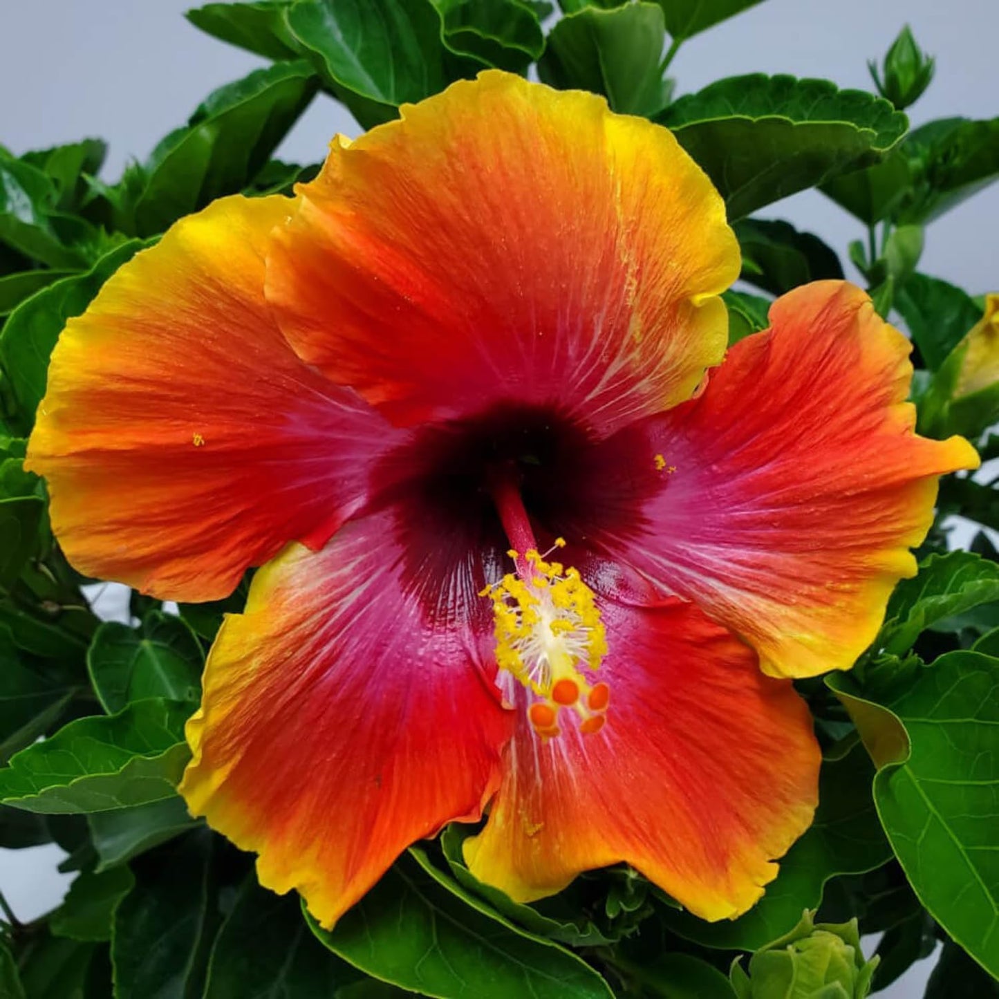 2 Sunset Hibiscus Live Plants, Clump 8-12” Tall, Hardy Hibiscus Plants Live, Hibiscus Trees Flowering Shrub
