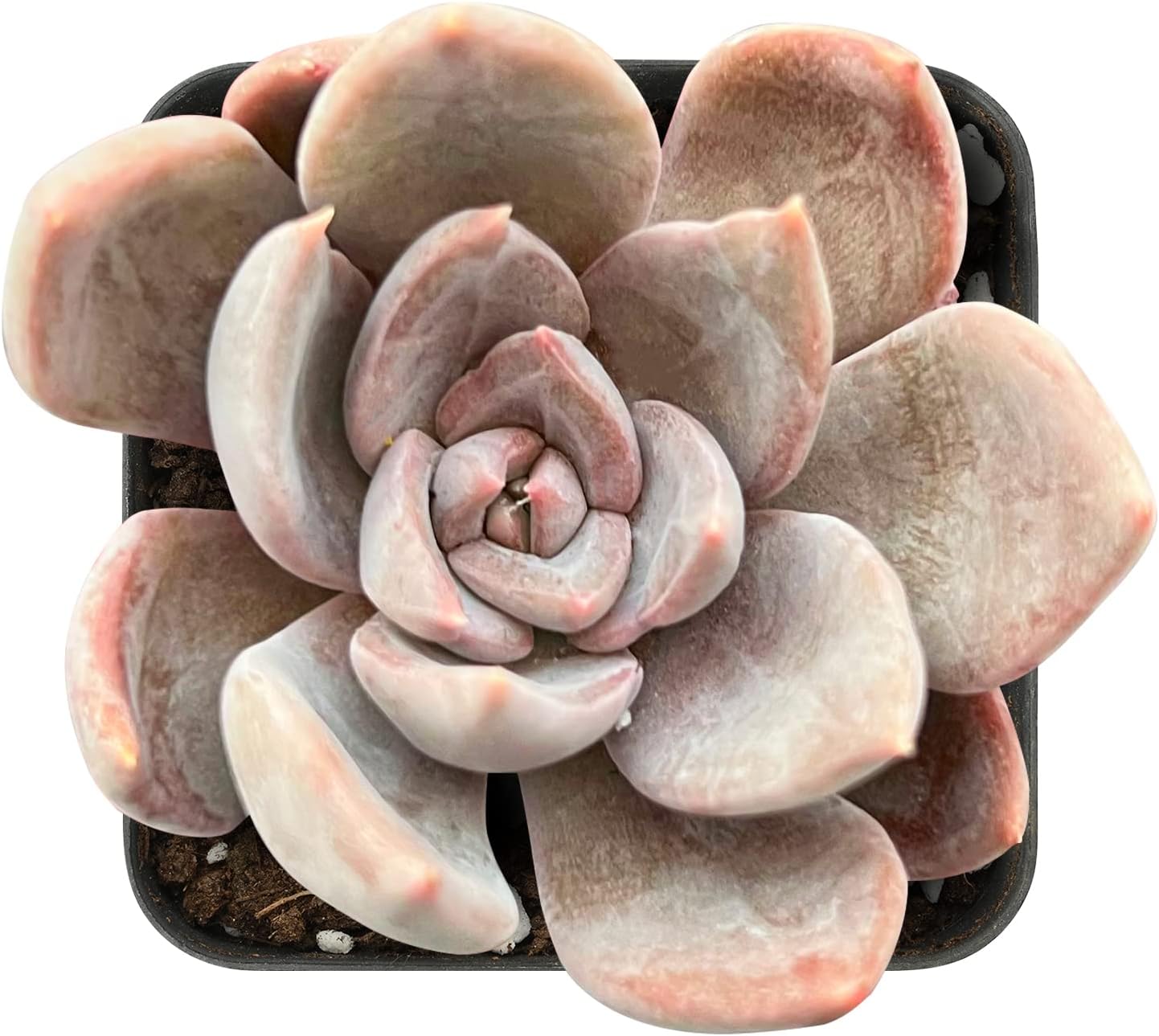 Sprout N Green Echeveria Silver Queen, 1 Live Mini Succulent Plant Fully Rooted in 2 inch Starter Pot, Real House for Indoor Outdoor Home Office Wedding Decoration Party Favor