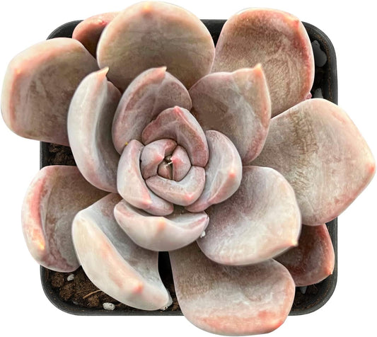 Sprout N Green Echeveria Silver Queen, 1 Live Mini Succulent Plant Fully Rooted in 2 inch Starter Pot, Real House for Indoor Outdoor Home Office Wedding Decoration Party Favor