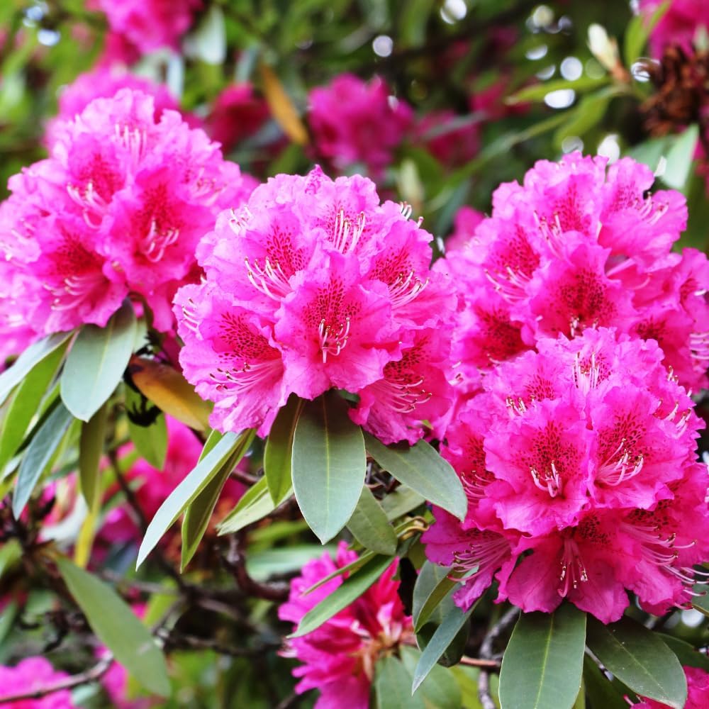 Rhododendrons Plant Live, Pink Rhododendron Shrub, Large Flowering Tree 1 Gallon Potted for Gardening