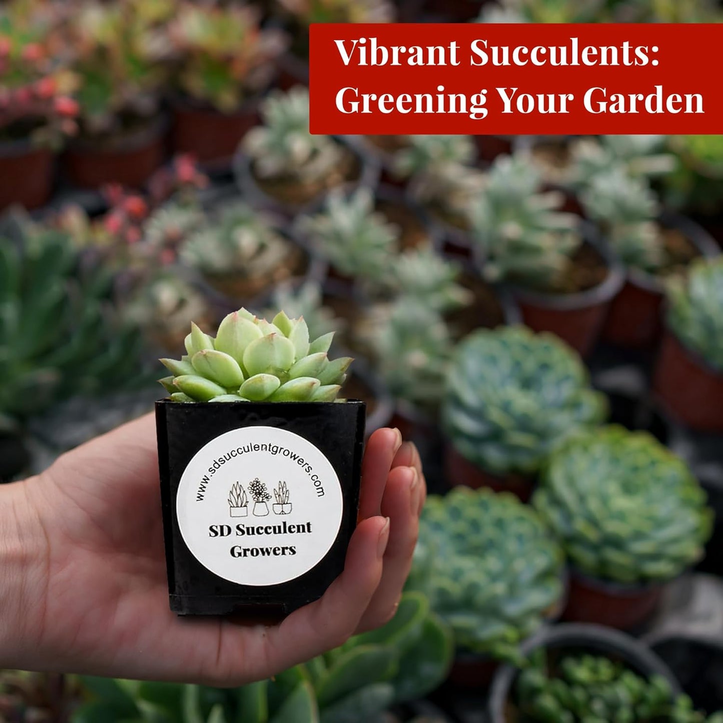 Live Succulents Plants Mystery Pack - Variety of Well Rooted Plants in 2 Inch Pots - Real, Small, Assorted Houseplants for Indoor, DIY, Home Decor, Wedding, or Birthday Gifts (64 Pack)