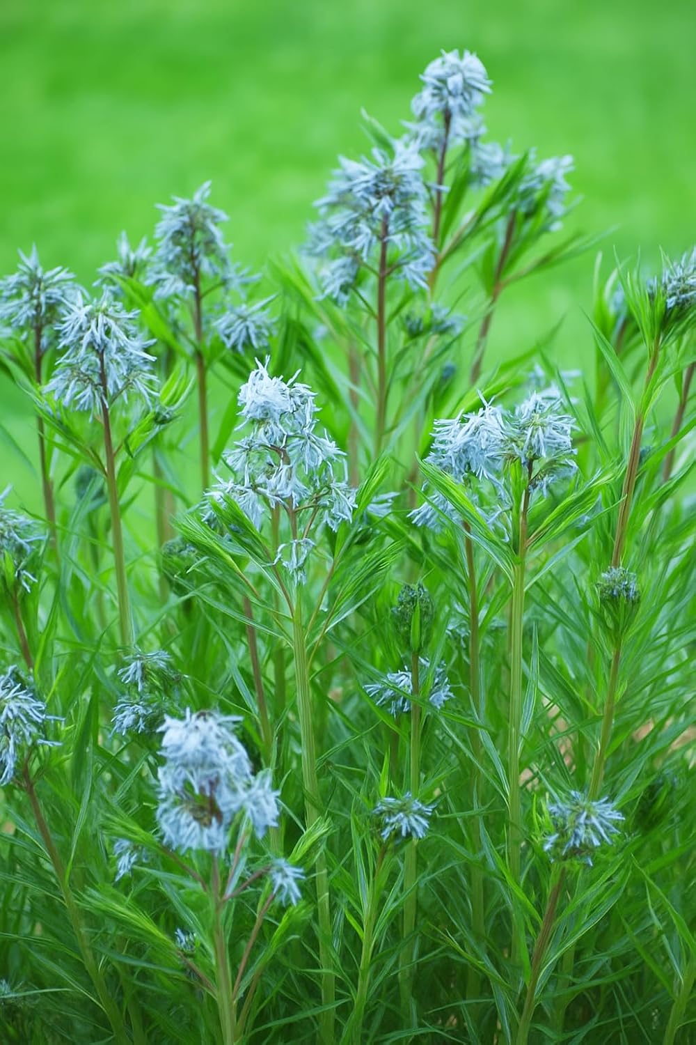 Perennial Farm Amsonia Hubrichtii – LLive Threadleaf Bluestar Perennial Plant, Size #1 Container, Soft Powder Blue Flowers with Fine Textured Foliage – Drought Tolerant, Fall Color Interest