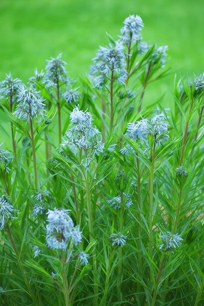 Perennial Farm Amsonia Hubrichtii – LLive Threadleaf Bluestar Perennial Plant, Size #1 Container, Soft Powder Blue Flowers with Fine Textured Foliage – Drought Tolerant, Fall Color Interest