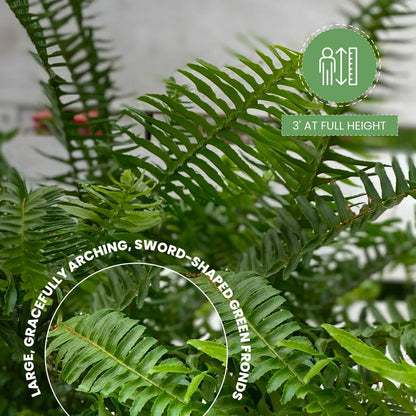 American Plant Exchange Kimberly Queen Fern – 10-Inch Pot – Live Air Purifying Upright Fern, Easy Care Houseplant for Indoor Planters, Outdoor Baskets, or Patio Decor