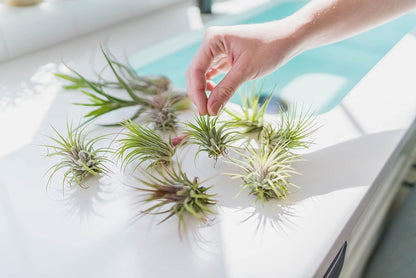 Tillandsia Caput Medusae Air Plants - Live Succulent House Plants - Available in Wholesale and Bulk - Home and Garden Decor - Easy Care Indoor/Outdoor Air Plant (Pack of 1)