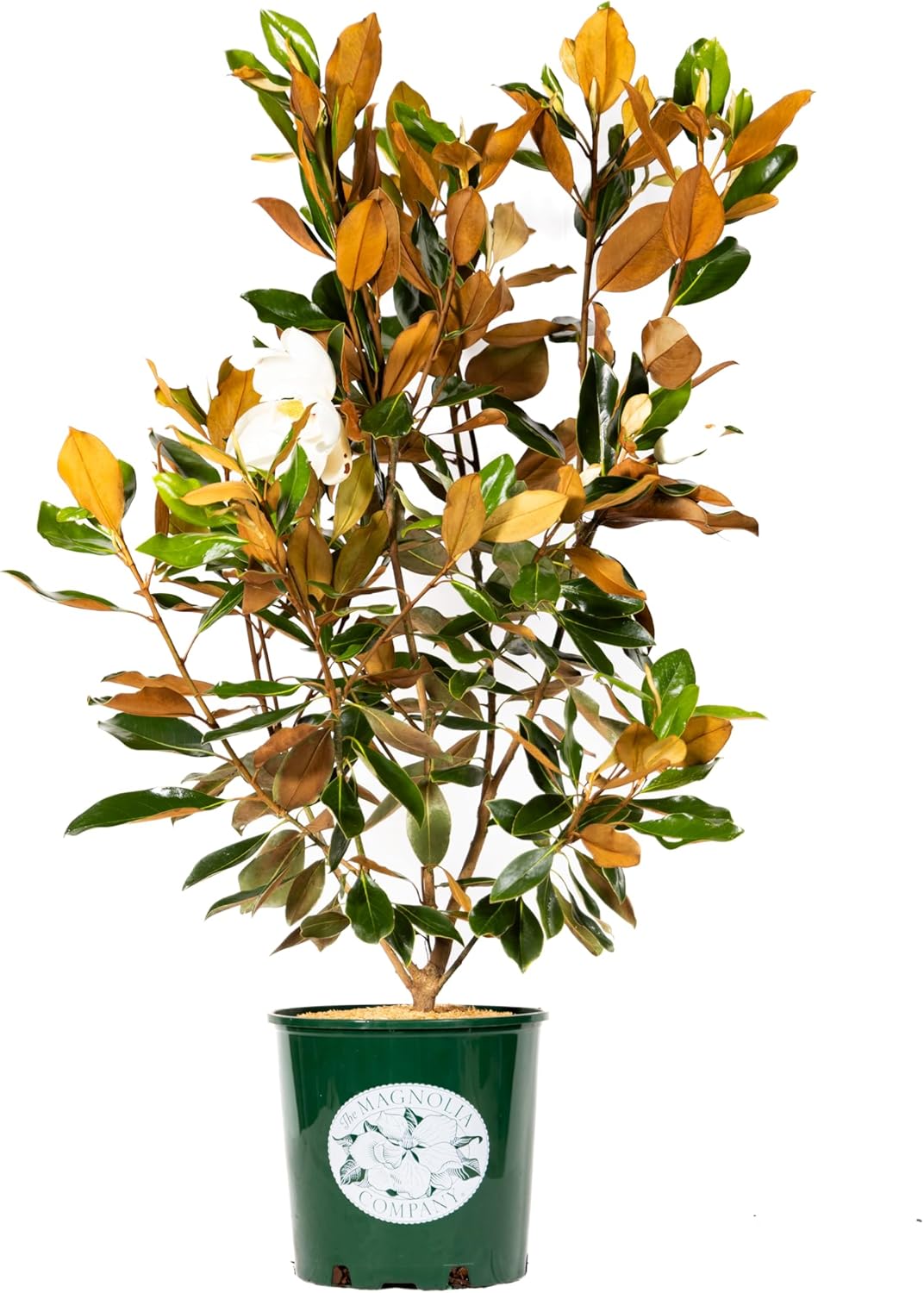 Magnolia Tree Little Gem Variation, Live Plant, Magnolia Flower, 3-4 Feet Tall, Low Maintenance Plant Perfect for Home Growers, Southern Landscaping, by The Magnolia Company, Cannot Ship to CA