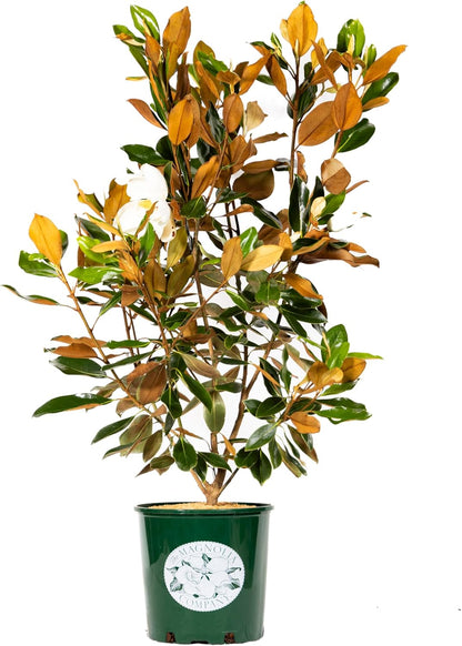 Magnolia Tree Little Gem Variation, Live Plant, Magnolia Flower, 3-4 Feet Tall, Low Maintenance Plant Perfect for Home Growers, Southern Landscaping, by The Magnolia Company, Cannot Ship to CA