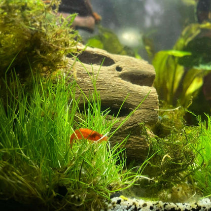 Dwarf Hairgrass Eleocharis Parvula Tissue Culture Vitro Grown Freshwater Aquarium Live Plant for Fish Tank Carpet Decoration