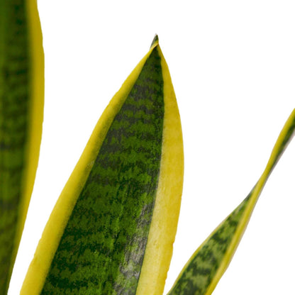 Snake Plant Laurentii | Sansevieria Trifasciata Live Plant for Indoor | Different Houseplants in 4'' & 6'' Pot | Real House Plant for Livingroom | Mother-in-law's Tongue