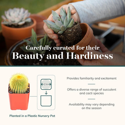Shop Succulents Premium Live Mini Cactus and Succulent Plants in 2" Pots, Easy Care Indoor or Outdoor Gardening, Terrariums, Favors, & Contemporary Spaces with Hardy, Resilient Varieties, Pack of 256