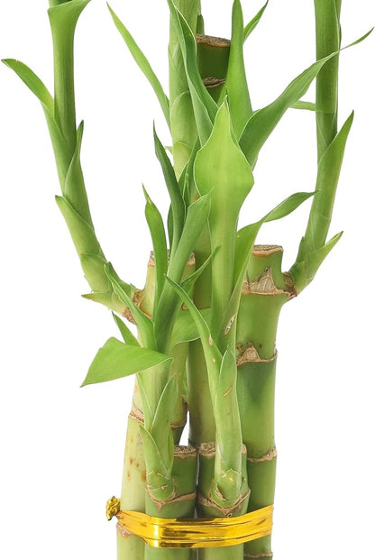 Arcadia Garden Products 5-Stem Lucky Bamboo, Live Indoor Plant in Contour II Ceramic Planter for Home, Work, or Gift, Black ***Cannot Ship to Hawaii***