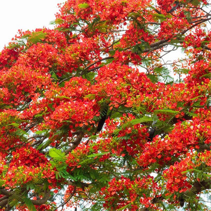 Red Flamboyant Tree Live Plant, 1 Year Old Seedling Royal Poinciana Tree for Planting, Hardy, Dormant in Winter, Jacaranda Like