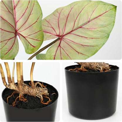 Briful 22'' Tall Fake Plants Artificial Caladium Plants in Black Pot Realistic Potted Faux Plant Indoor for Home Decor Wedding Farmhouse Centerpiece, Wide Yellow-Pink Leaf