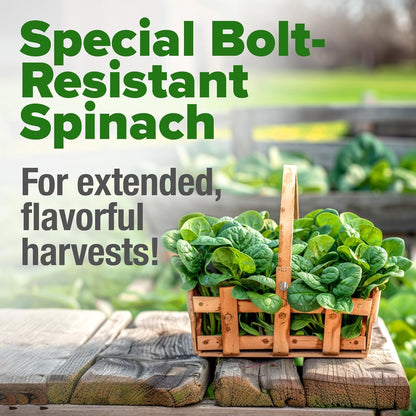 HOME GROWN Bloomsdale Spinach Seeds - 2 Bulk Packs (Spinacia oleracea) – 704 High Germination 𝗡𝗢𝗡-𝗚𝗠𝗢 𝗨𝗦𝗔 Heirloom Spinach Seeds for Planting – Leafy Green Lettuce – for Home Gardens