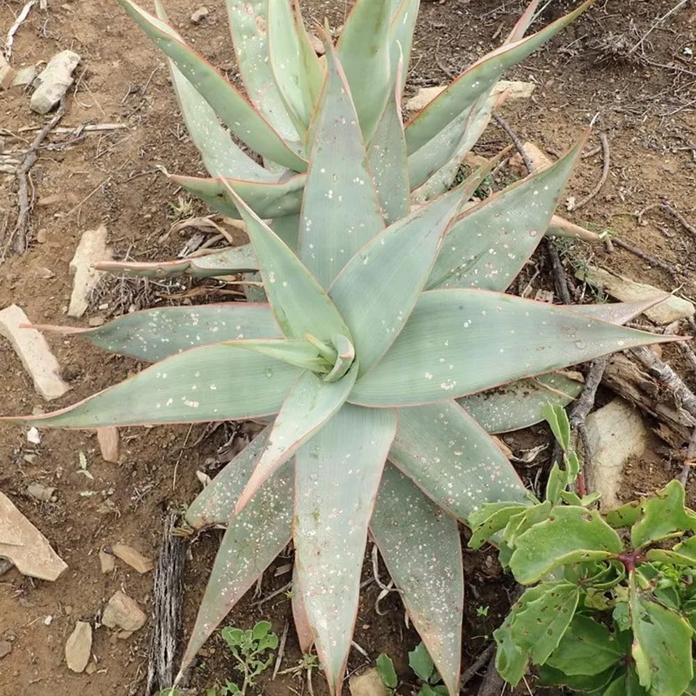 Coral Aloe Plants (Aloe striata) - Live Succulent with Striking Pink Edges and Smooth, Flat Leaves for Indoor/Outdoor Gardening (2 Coral Aloe Cups)