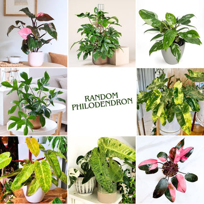 2 Philodendron Live Plant 5-9" Tall, Rare Tropical Indoor Houseplant Home Garden (Random Philodendron)