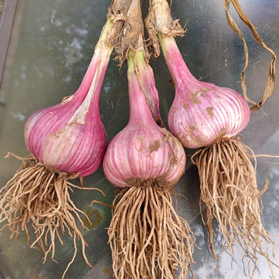 1 Pound Hard Neck Garlic for Planting in Fall, Assorted Mixed Garlic Bulb for Planting, Fresh and High Yield, Cold Hardy, Planting Softneck Hardneck