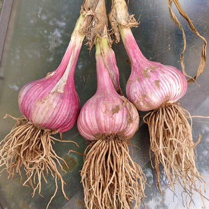 1 Pound Hard Neck Garlic for Planting in Fall, Assorted Mixed Garlic Bulb for Planting, Fresh and High Yield, Cold Hardy, Planting Softneck Hardneck