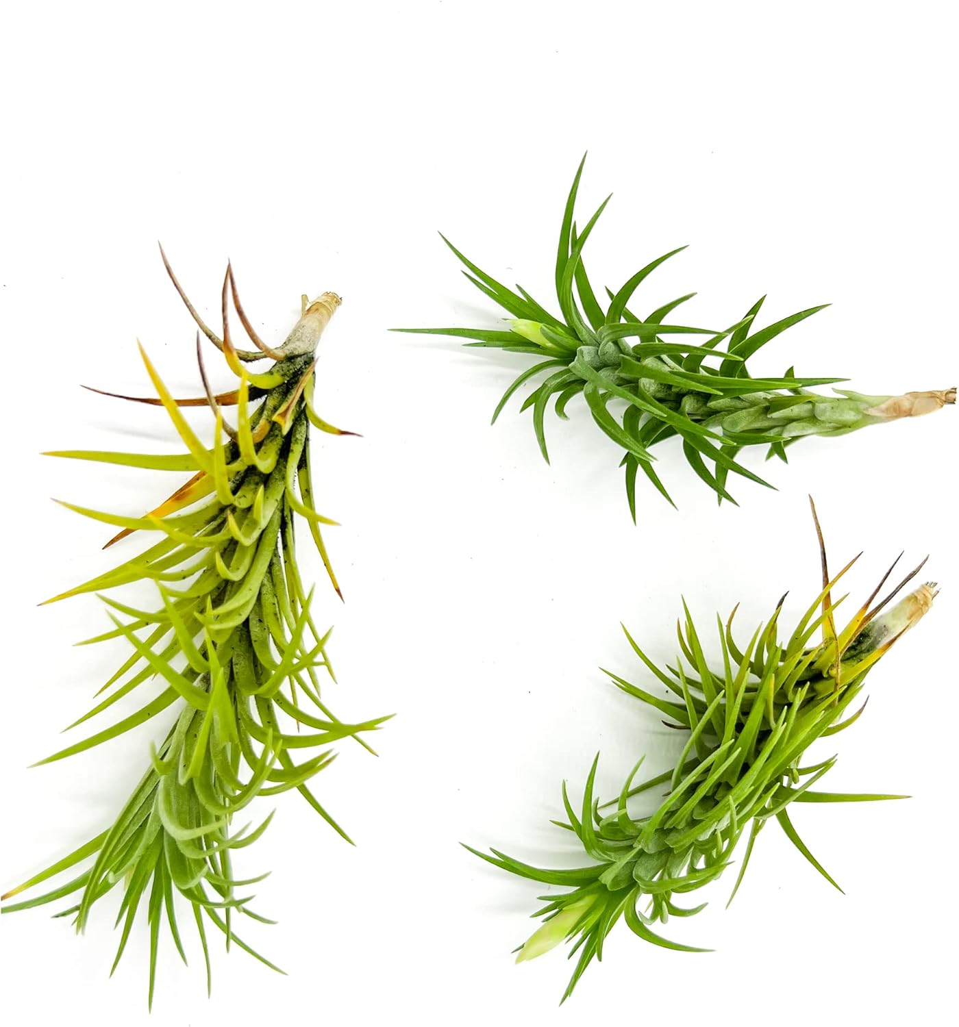 ragnaroc Live Air Plants – Tillandsia Araujei, Large 5” – 3ct – Live Arrival Guaranteed – House Plants for Home Décor & Gift