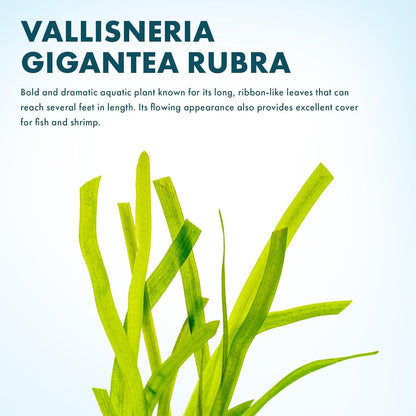 SubstrateSource Live Plant - Tall Grass, Red Jungle Vallisneria (Vallisneria gigantea 'Rubra') - Easy Care, Moderate to High Light, Reddish Green, Background - Lead Bunch, 4 Pack