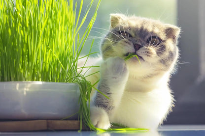 GARDENERA Cat Grass Potting Mix - Nurture Your Cat's Well-Being with This Specially Formulated Blend - 3 QUARTS