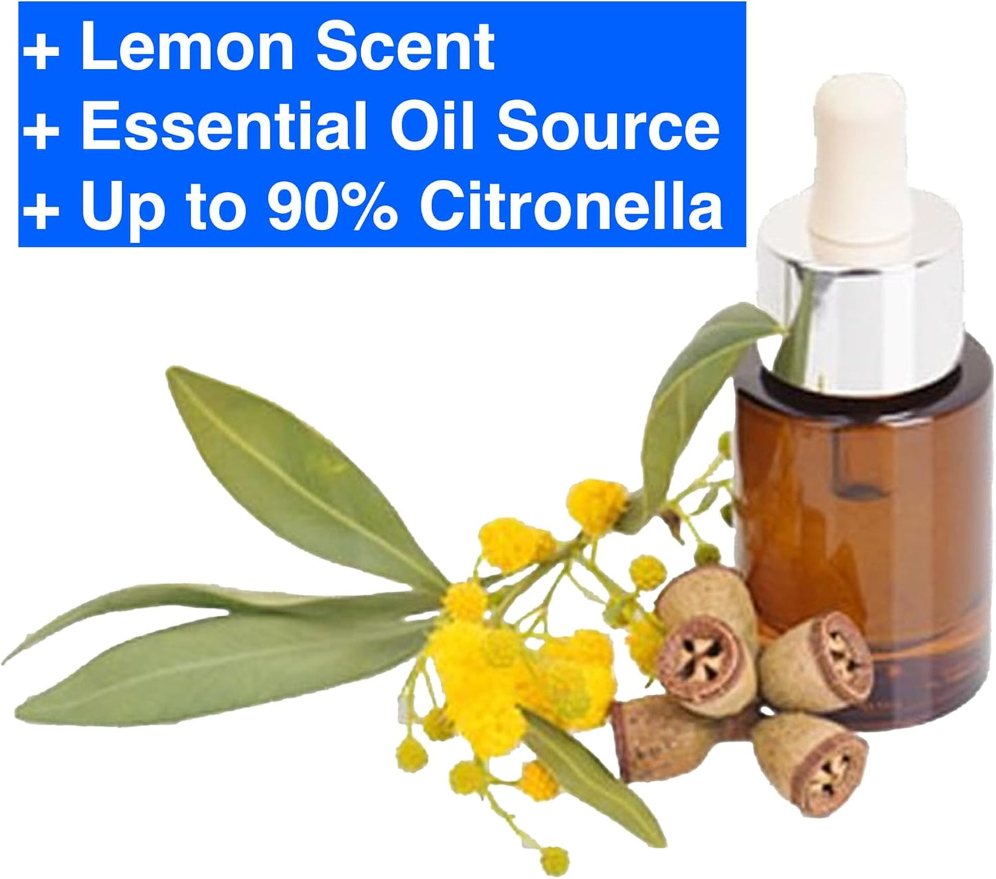 Lemon Eucalyptus (Corymbia citriodora) Live Plant - Fragrant Indoor/Outdoor Plant with Natural Insect Repellent Citronella Oil (4 eucal-Lemon sacs)