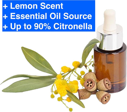 Lemon Eucalyptus (Corymbia citriodora) Live Plant - Fragrant Indoor/Outdoor Plant with Natural Insect Repellent Citronella Oil (2 eucal-Lemon Cups)