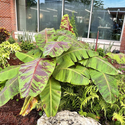 Zebrina Banana Plant Live, 4-6" Tall Well-Rooted for Indoor Tropical Displays, Cold Hardy Banana Fruit Tree