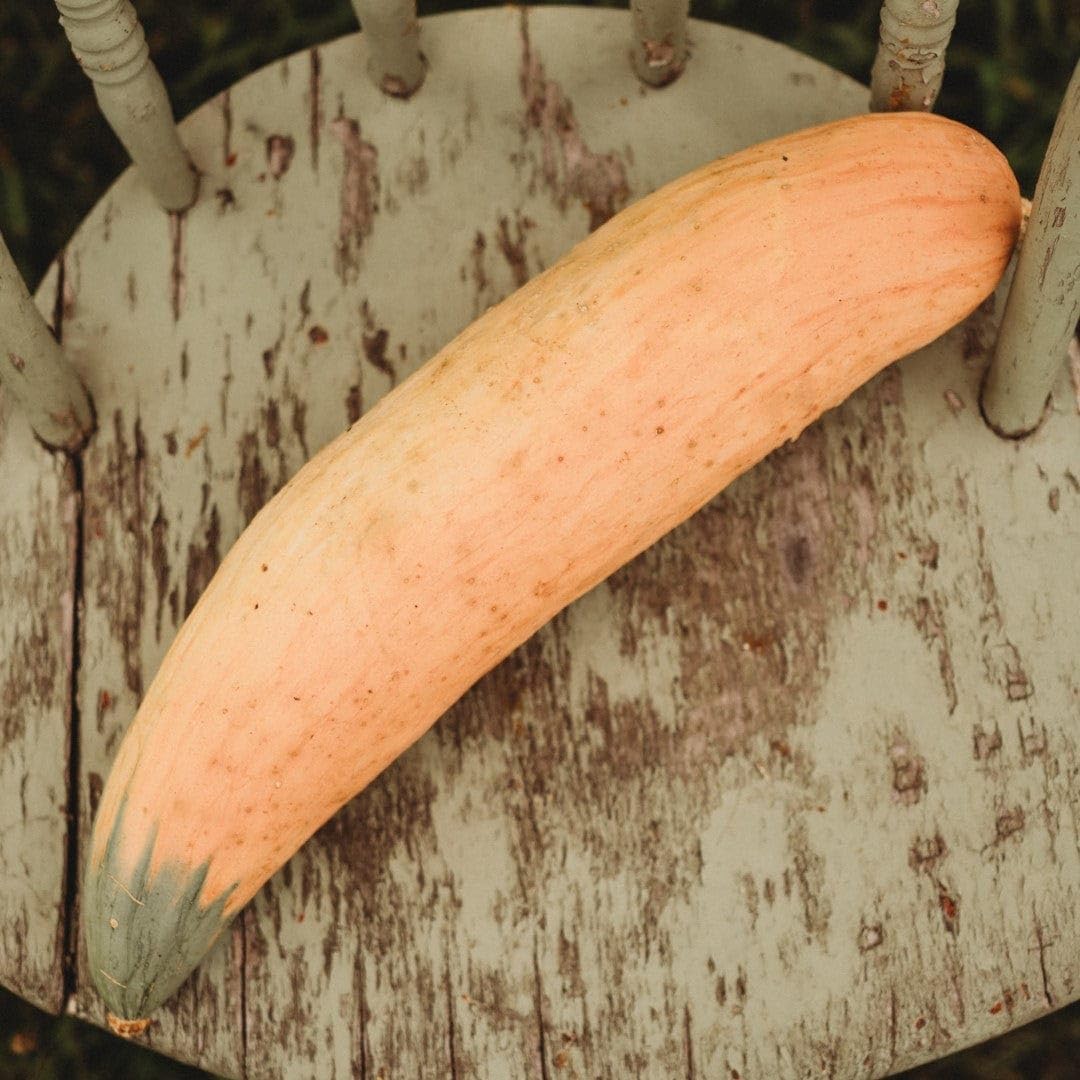North Georgia Candy Roaster Squash - 25 Seeds - Extra Sweet Heirloom Banana Squash Variety, Non-GMO Heirloom Winter Squash Seeds for Planting in The Home Garden, Thresh Seed Company