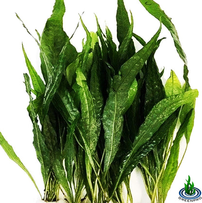 (20+ Leaves) Microsorum Pteropus Java Fern Live Aquarium Plant Tall Bunch Aquatic Fish Tank Decoration