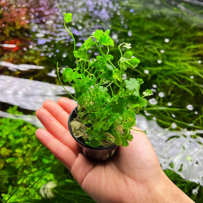 SubstrateSource Live Aquarium Stem Plants - Freshwater Aquatic Plant for Fish Tanks, Aquascaping - (Cyperus Helferi, 4 Bunches)