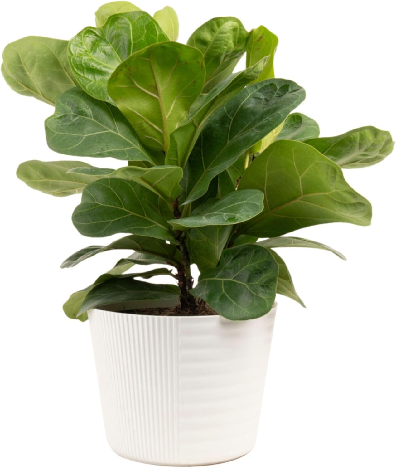 Costa Farms Little Fiddle Leaf Fig, Live Indoor Plant Ficus Lyrata, Houseplant Potted in Modern Decor Pot and Plant Stand, Tabletop, Shelf, Room Decor or Office Decor, 1 Foot Tall