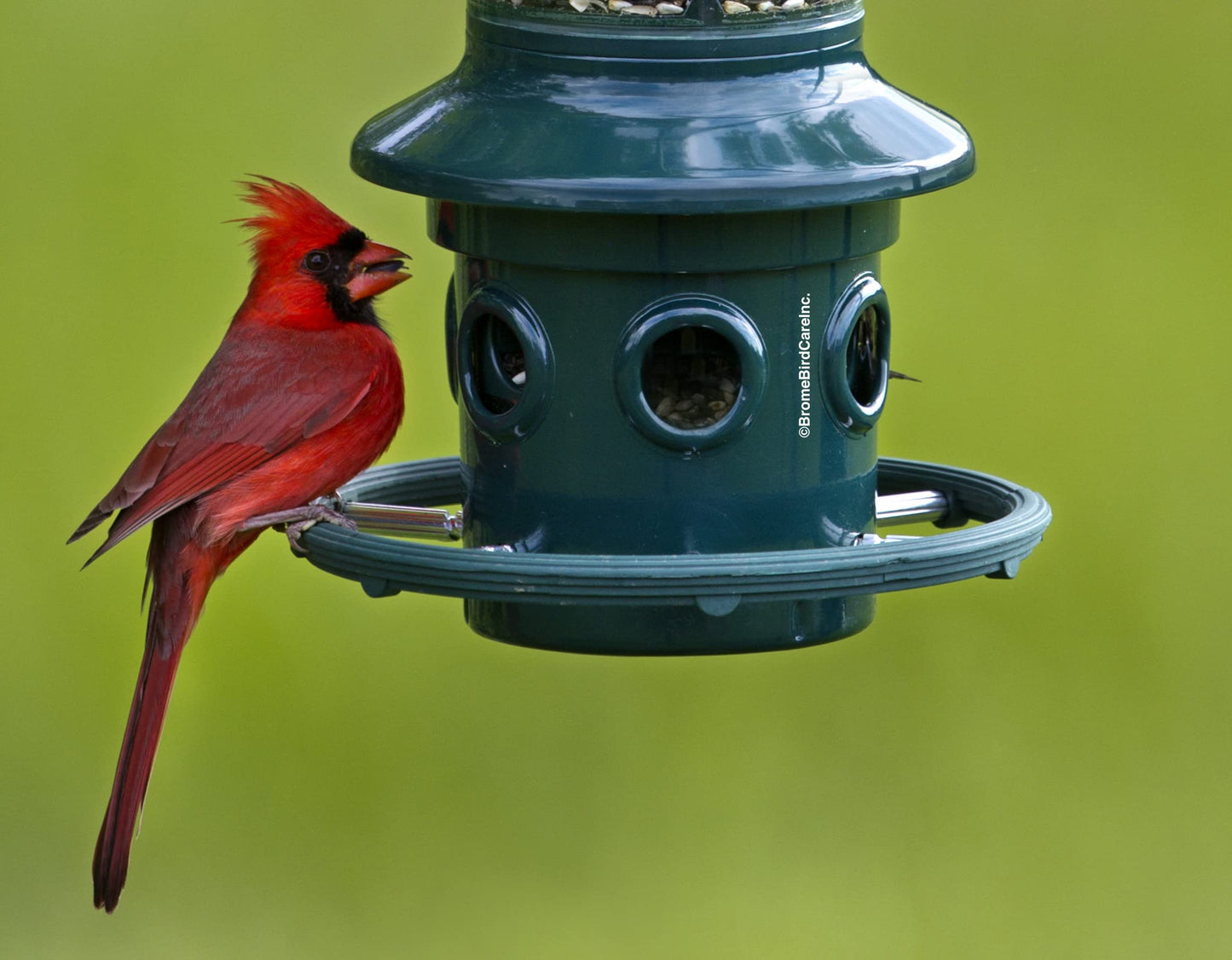 Squirrel Buster Plus Squirrel-proof Bird Feeder w/Cardinal Ring and 6 Feeding Ports, 5.1-pound Seed