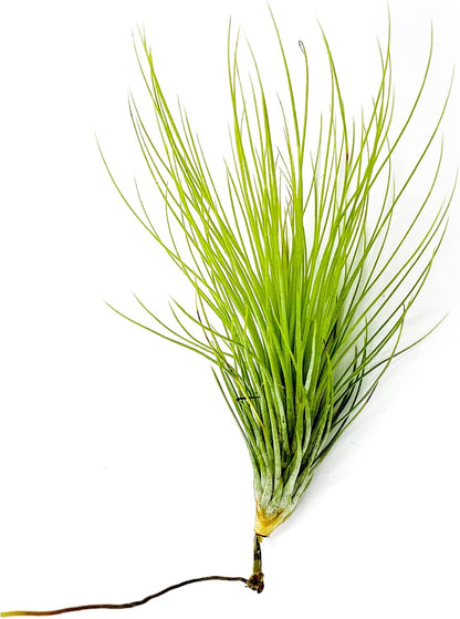 ragnaroc Air Plants - Tillandsia Andreana, Large 4-6" - 1ct - Live Arrival Gauranteed - House Plants for Home Decor & Gift