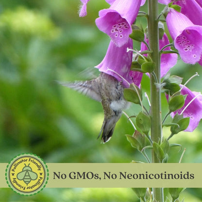 Clovers Garden Foxglove (Digitalis purpurea) Camelot Mix Plants – Two (2) Live Plants – Non-GMO - Not Seeds - Each 4" to 8" Tall – in 4" Inch Pots – Tall Flowering Spikes, Hummingbird Favorite