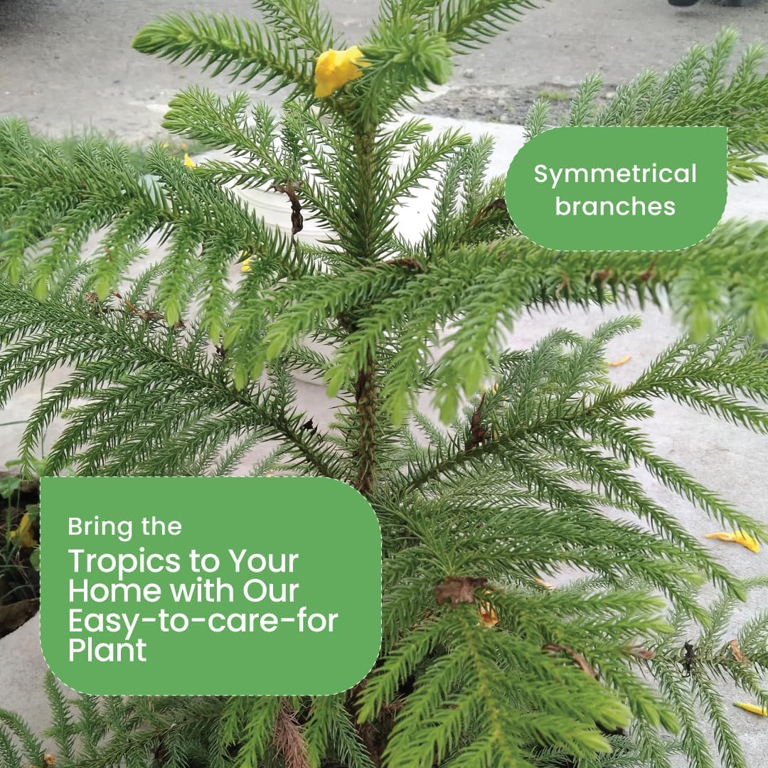American Plant Exchange Live Norfolk Island Pine Plant, Plant Pot for Home and Garden Decor, 6" Pot