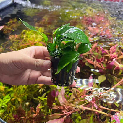 SubstrateSource Anubias Live Aquarium Plants - Potted Freshwater Plant for Fish Tanks, Terrariums - Beginner Friendly Low Light (Barteri Broad Leaf, 3 Pots)