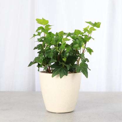Thorsen's Greenhouse Live Green English Ivy Plant, Hedera Helix, Natural Air Purifier, Easy to Grow, Live Indoor Houseplant, 4" Diameter Pot (Natural)