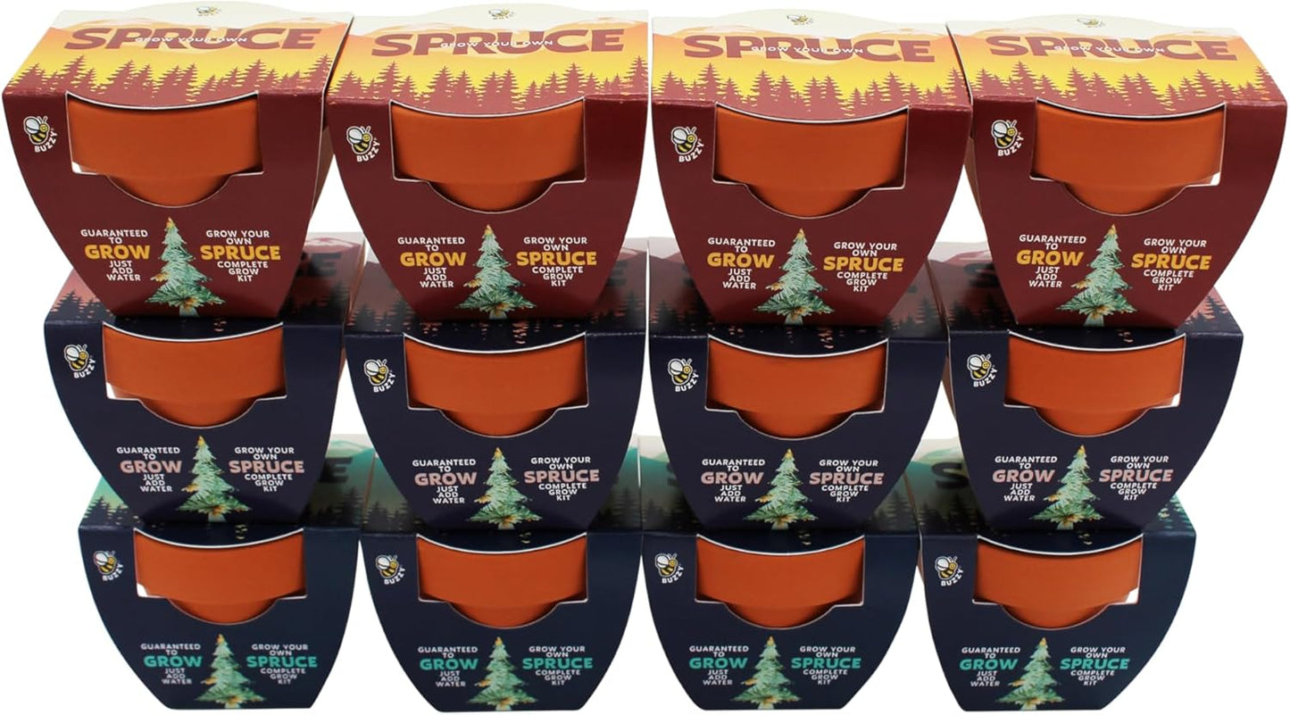 BUZZY Seeds Holiday Spruce Tree 12 Pack Mini Terracotta Grow Kits Includes All You Need to Sprout Evergreens, a Fun Stocking Stuffer, Party Favor or Corporate Gift