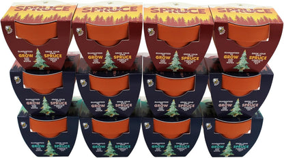 BUZZY Seeds Holiday Spruce Tree 12 Pack Mini Terracotta Grow Kits Includes All You Need to Sprout Evergreens, a Fun Stocking Stuffer, Party Favor or Corporate Gift
