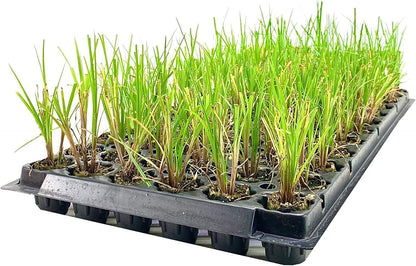 Nile Queen Papyrus | 3 Live Plants | Cyperus Shade & Wet Tolerant Aquatic Foliage