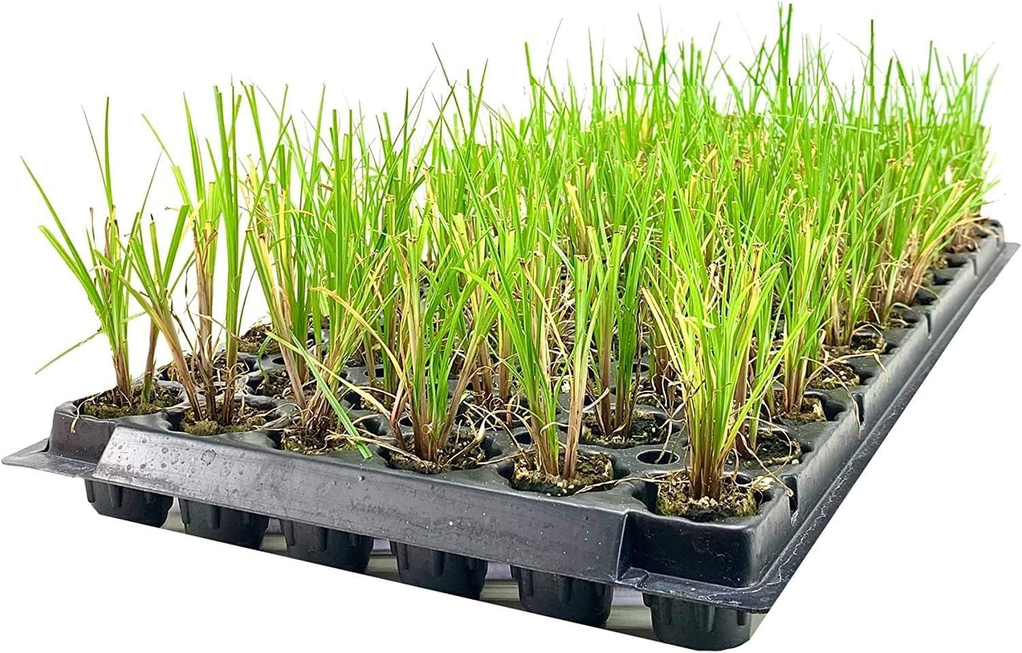 Nile Queen Papyrus | 10 Live Plants | Cyperus Shade & Wet Tolerant Aquatic Foliage