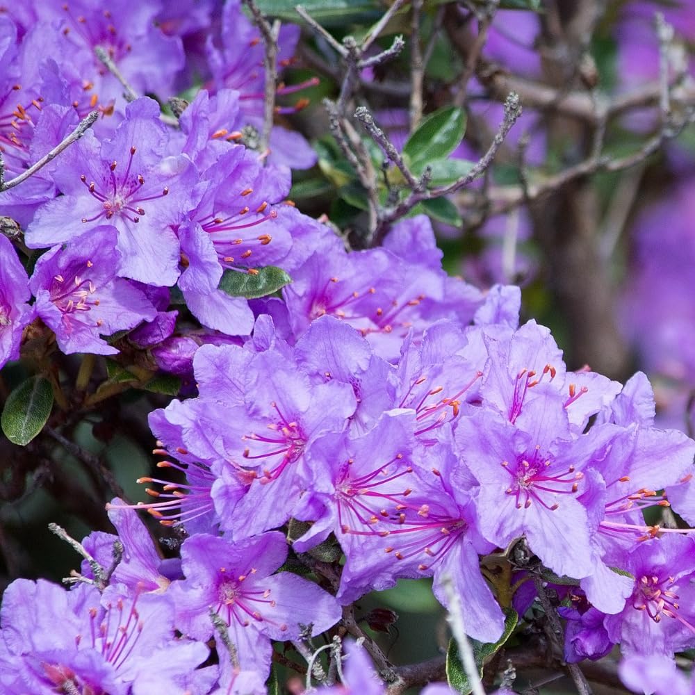 Rhododendrons Plant Live, Blue Rhododendron Shrub, Large Flowering Tree 1 Gallon Potted for Gardening