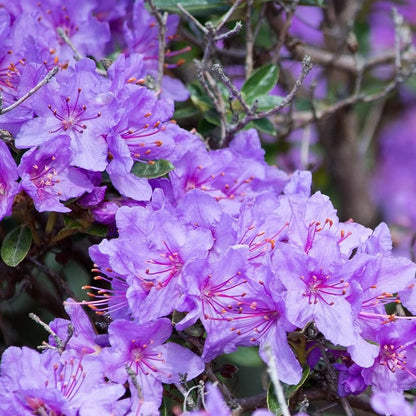 Rhododendrons Plant Live, Blue Rhododendron Shrub, Large Flowering Tree 1 Gallon Potted for Gardening