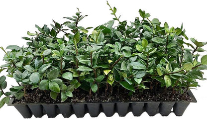 Jasmine Confederate Qty 30 Live Plants Fragrant Easy to Grow Vine Showy Blooms