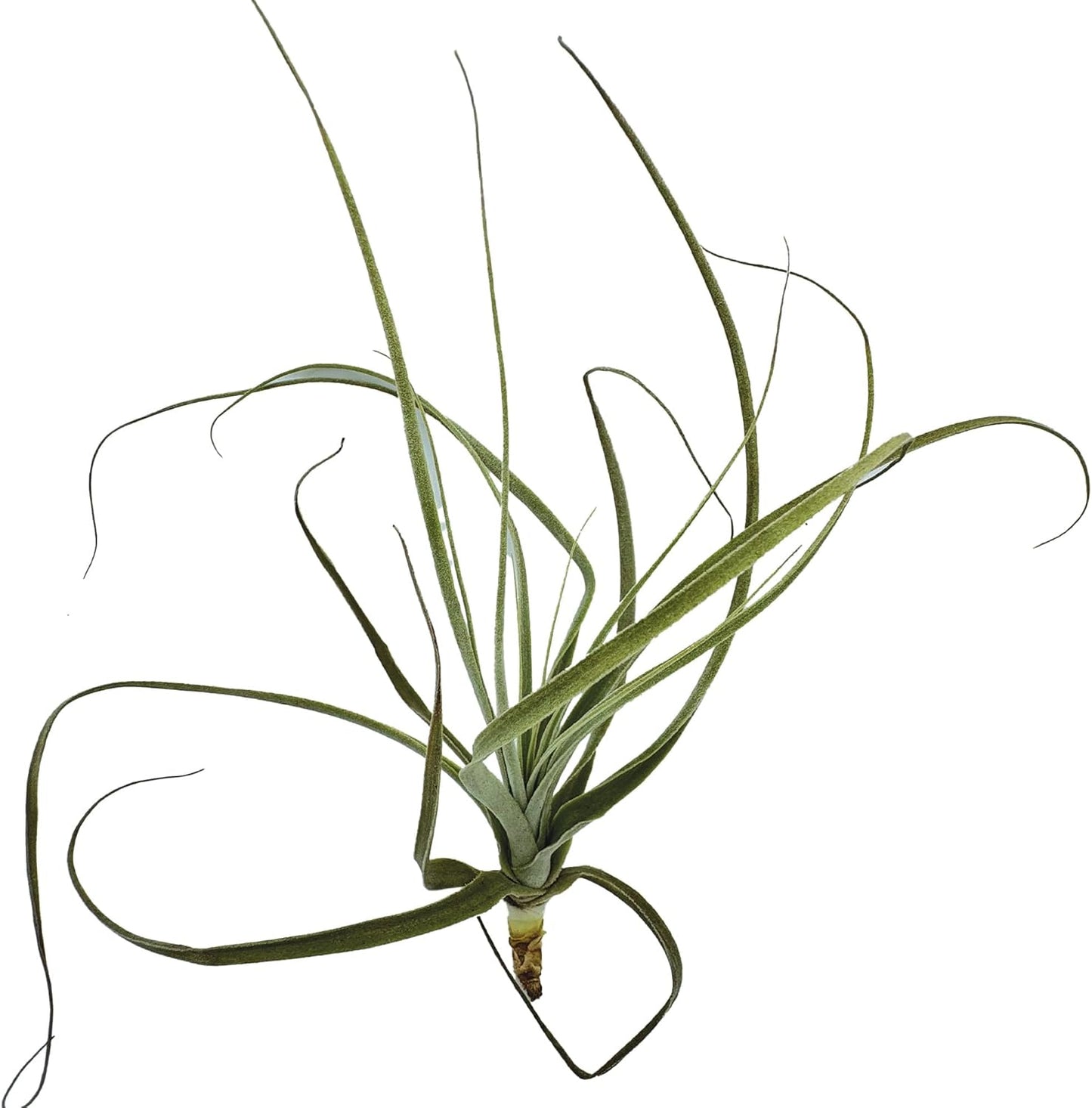 ragnaroc Air Plants - Tillandsia Straminea Jumbo 6-9" - 5ct - Live Arrival Guaranteed - House Plants for Home Decor & Gift