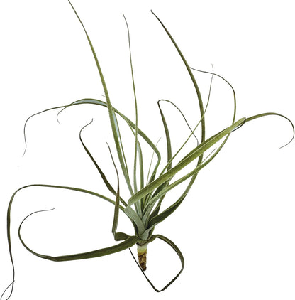 ragnaroc Air Plants - Tillandsia Straminea Jumbo 6-9" - 3ct - Live Arrival Guaranteed - House Plants for Home Decor & Gift